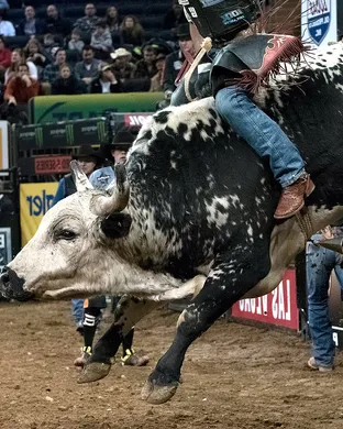 PBR Bull Riding Denver